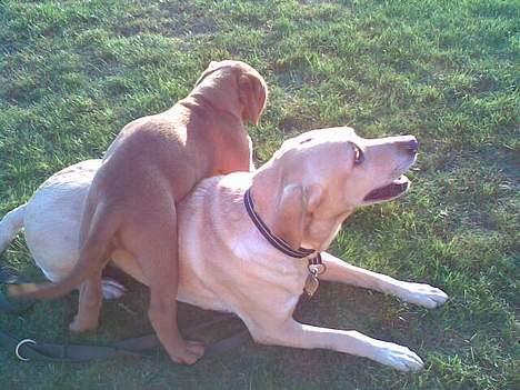 Blanding af racer mille - Mille ved godt at man skal lægge ned og lege med små vapser billede 20