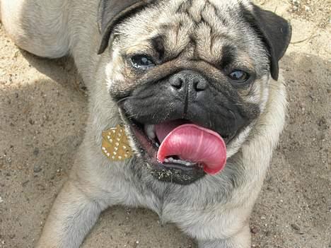 Mops Luna - jaaaa, sommer billede 9