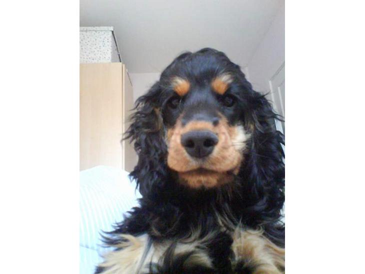 Cocker spaniel Chili - Pas på jeg er meget farlig ss billede 1