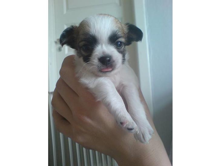 Chihuahua Niño - Her er jeg..lille bitte og kun få uger gammel...og min tunge er lidt svær at få styr på.  billede 1