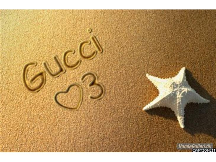 Chihuahua Gucci Baby<3 - Hun er desværre lidt bange for at få taget billeder, hun er helt ny for os(: billede 1
