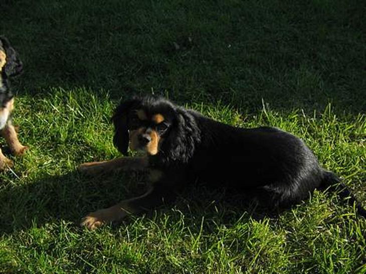 {{currentPhoto.altText}} billede {{currentPhoto.number}}