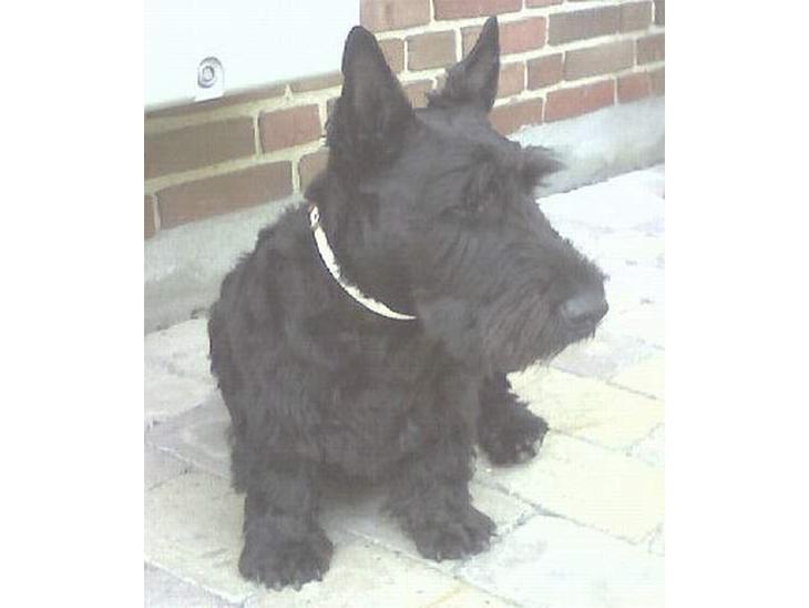 Skotsk terrier Netto - efter 1. trimning i sept. 2006 billede 1