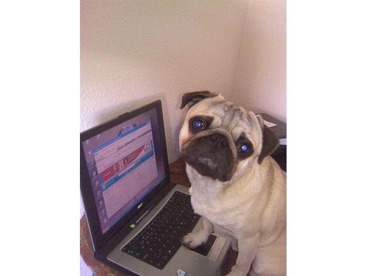 Mops Frede... - Her er lille Frede 1uge gammel... billede 1