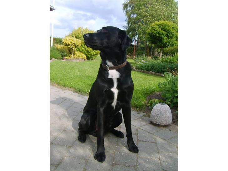 Blanding af racer Buster - nye billeder. :) billede 1