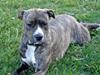 Amerikansk staffordshire terrier Freja