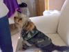 Yorkshire terrier Mr.King