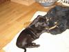 Labrador retriever Micky