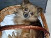 Chihuahua Nikki 1999-2007 [ Himmelhund]