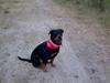 Rottweiler Luna