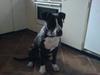 Amerikansk staffordshire terrier Shaggy*solgt og savnet*