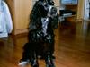 Cocker spaniel Bonnie (død 4 maj 2008)  [ Himmelhund]