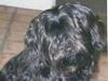 Tibetansk terrier Buma