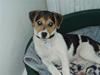 Dansk svensk gaardhund Felix