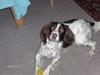 Field Trial spaniel Dina
