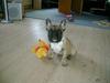Fransk bulldog Kento