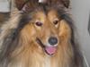 Shetland sheepdog Nico *RIP*