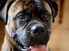 Bullmastiff Rocco V.D. Mija Dora