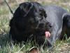 Rottweiler Aion [ Himmelhund]