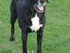 Blanding af racer Nala  R.I.P - ingen udf. [ Himmelhund]
