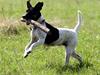 Dansk svensk gaardhund Phoebe
