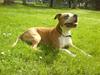 Amerikansk staffordshire terrier Zack R.I.P [ Himmelhund]