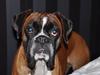 Boxer Qato