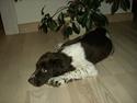 Engelsk springer spaniel Andi