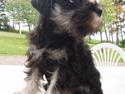 Dvaergschnauzer *Hr. Albert*