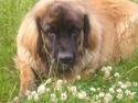 Leonberger Weika`s Hess