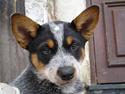 Australsk cattledog Emil