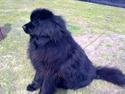 Newfoundlænder Maximus