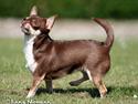 Chihuahua Hovsa's Kiwi