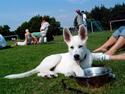 Hvid Schweizisk Hyrdehund Nanoq R.I.P.