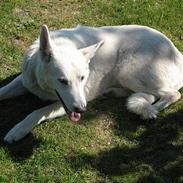 Hvid schæfer Charlie