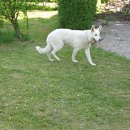 Hvid schæfer Charlie