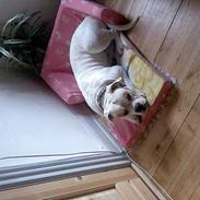 Amerikansk bulldog junior
