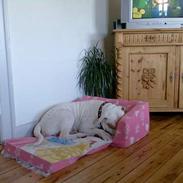 Amerikansk bulldog junior
