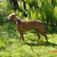 Amerikansk staffordshire terrier kuda