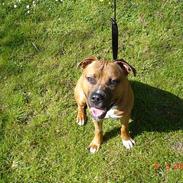 Amerikansk staffordshire terrier kuda