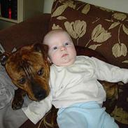 Staffordshire bull terrier segal
