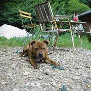 Staffordshire bull terrier segal