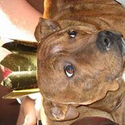 Staffordshire bull terrier segal