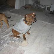Staffordshire bull terrier segal