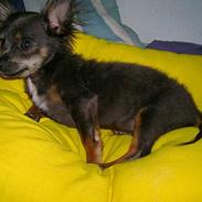 Chihuahua don'carlos