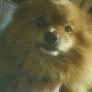 Pomeranian R.I.P Batman