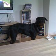 Rottweiler Bailey * R.I.P *