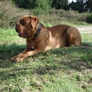 Dogue de bordeaux Louie