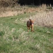 Dogue de bordeaux Louie