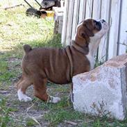 Blanding af racer Elvis